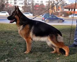 public/dog_images/883/1763729440.Demetra von der Alexader.jpg